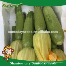 Suntoday vegetal asiático NÃO GMO híbrido F1 abóbora verde luz orgânica Kabocha sementes de abóbora japonesa (17011)